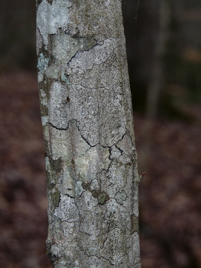 {Carpinus caroliniana}
